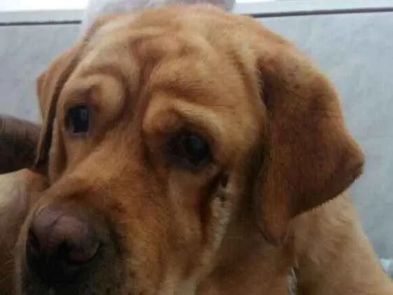 Cachorro ra a Labrador com Golden Retriever idade 6 ou mais anos nome Lucky