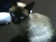 Gatinha