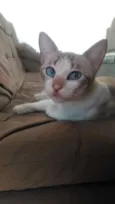 Gatos