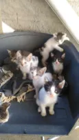 Gatos