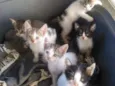 Gatos