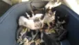 Gatos
