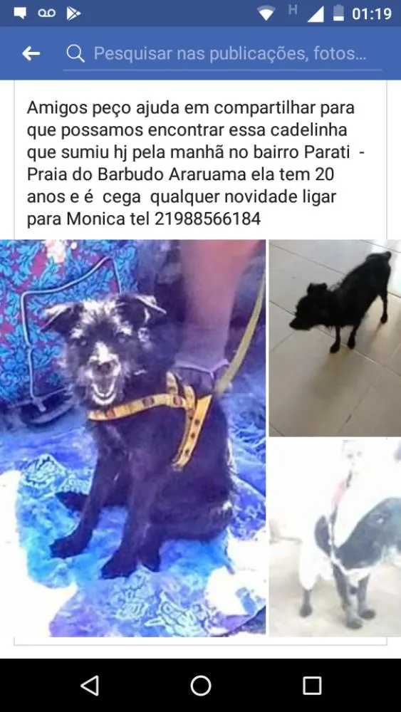 Cachorro ra a Mistura poodle com pincher idade 6 ou mais anos nome Xica