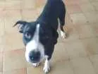 Cachorro raça Pit-Bull idade 2 anos nome Pandora