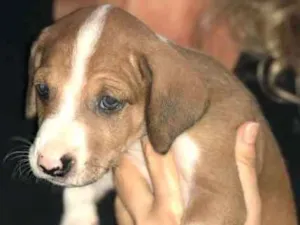 Cachorro raça não definida idade Abaixo de 2 meses nome sem nome ainda