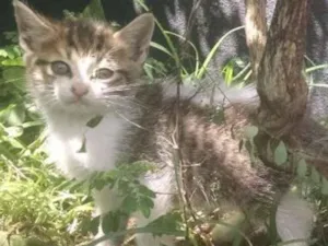 Gato raça SRD idade 2 a 6 meses nome Bidu 