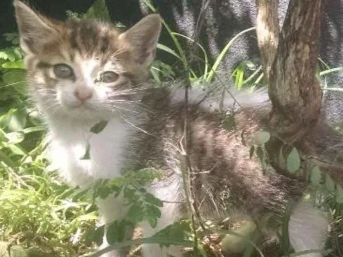 Gato ra a SRD idade 2 a 6 meses nome Bidu 