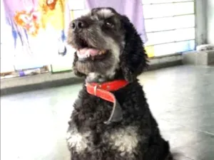 Cachorro raça SRD idade 6 ou mais anos nome Lylo