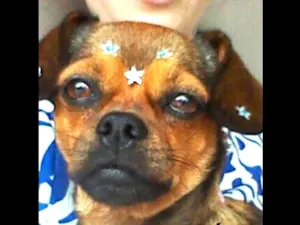 Cachorro raça SRD idade 3 anos nome Sem nome
