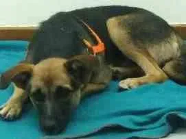 Cachorro raça Pastor Alemão + outras idade 7 a 11 meses nome sem nome