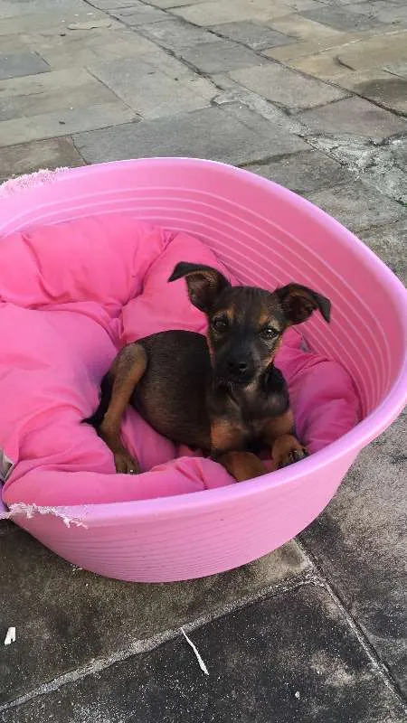 Cachorro ra a SRD idade Abaixo de 2 meses nome Dori