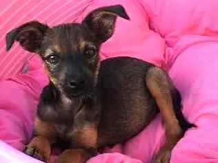 Cachorro ra a SRD idade Abaixo de 2 meses nome Dori