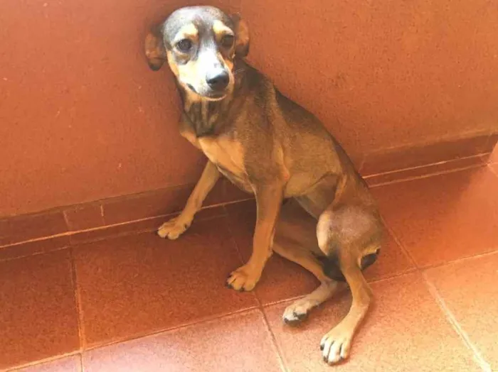 Cachorro ra a Misturada idade 1 ano nome Pequitita