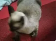 Panqueca