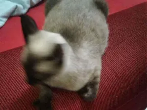 Gato raça Ciames  idade 7 a 11 meses nome Panqueca