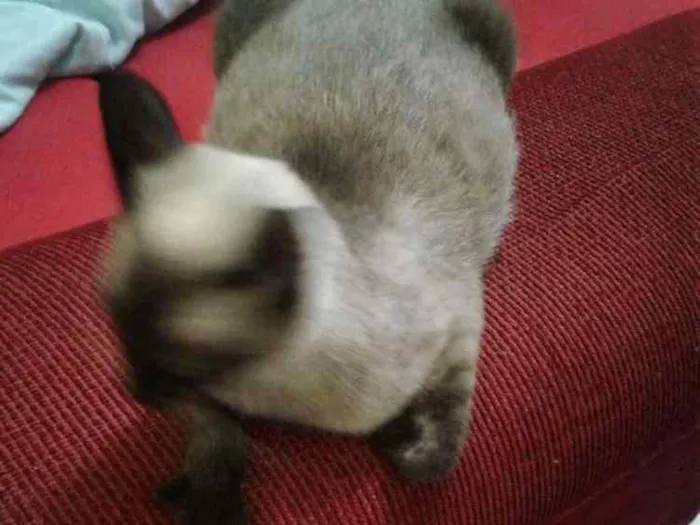 Gato ra a Ciames  idade 7 a 11 meses nome Panqueca