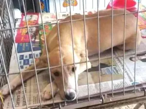 Cachorro raça Vira-Lata idade 2 a 6 meses nome Shawn