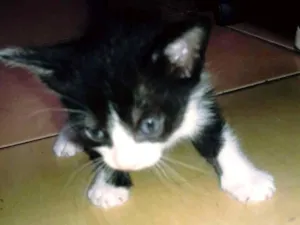 Gato raça Indedinido idade Abaixo de 2 meses nome Ainda não definido