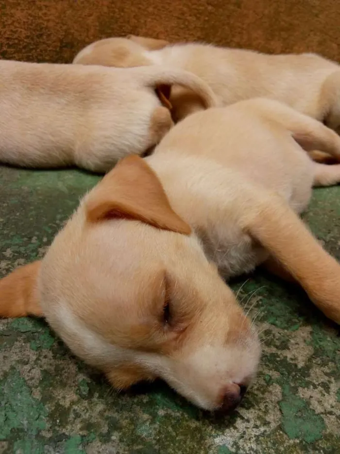 Cachorro raça Sem raça definida (vira lata) idade Abaixo de 2 meses nome Sem nome