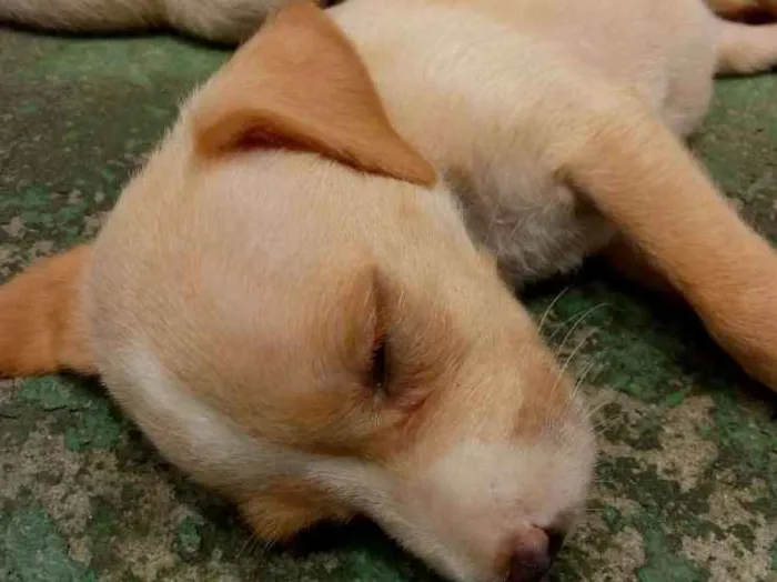 Cachorro raça Sem raça definida (vira lata) idade Abaixo de 2 meses nome Sem nome