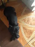 Molly
