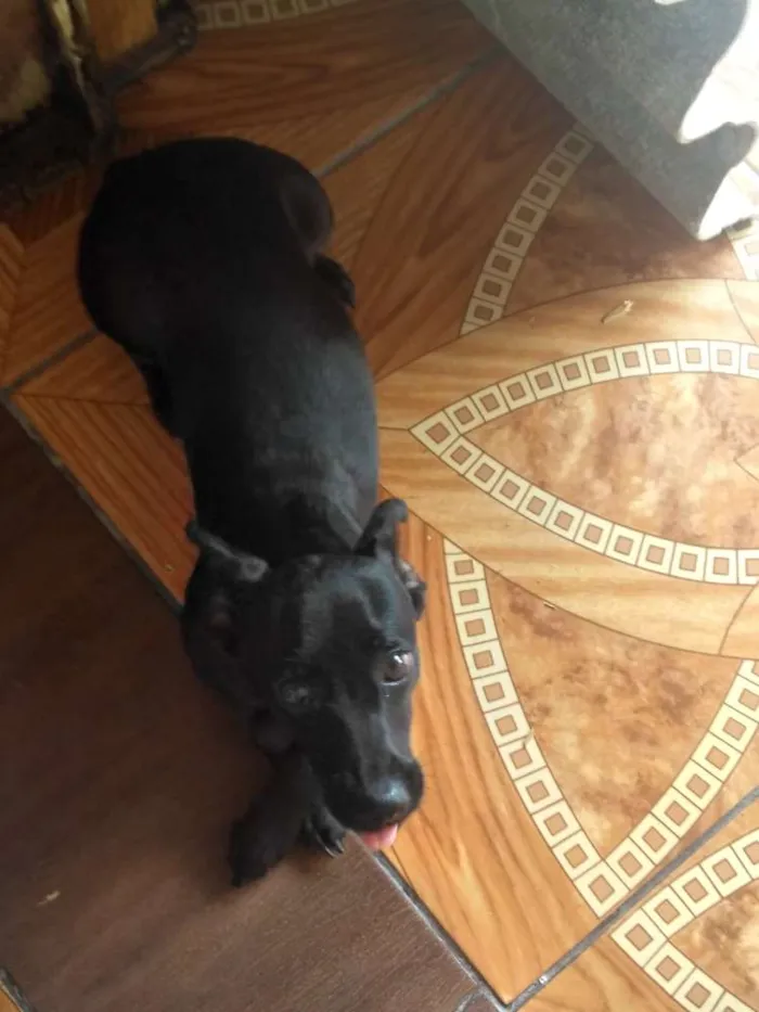 Cachorro ra a  idade 7 a 11 meses nome Molly