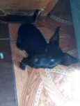 Molly