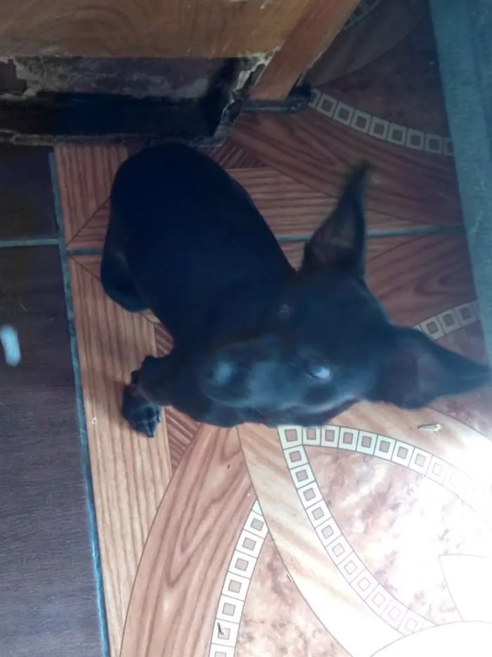 Cachorro ra a  idade 7 a 11 meses nome Molly