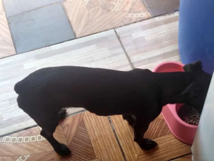 Cachorro ra a  idade 7 a 11 meses nome Molly