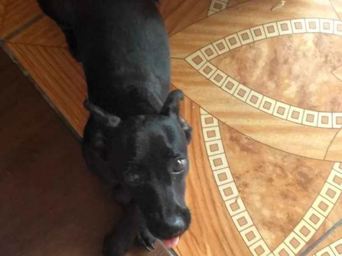 Cachorro ra a  idade 7 a 11 meses nome Molly