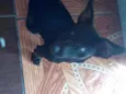 Molly