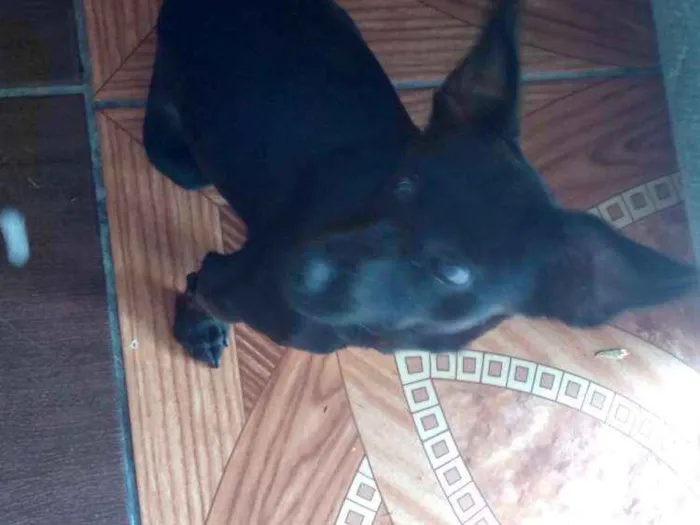 Cachorro ra a  idade 7 a 11 meses nome Molly
