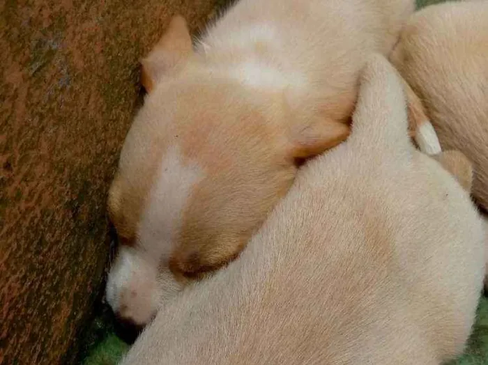 Cachorro raça Sem raça definida (vira lata) idade Abaixo de 2 meses nome Sem nome
