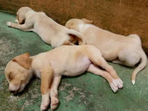 Cachorro raça Sem raça definida (vira lata) idade Abaixo de 2 meses nome Sem nome