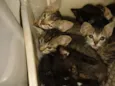 Gato