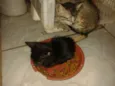 Gato