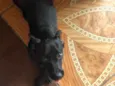 Molly