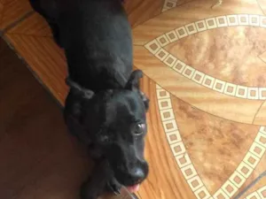Cachorro raça  idade 7 a 11 meses nome Molly