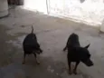 Mickey e Nina