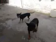 Mickey e Nina