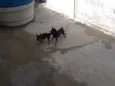 Mickey e Nina