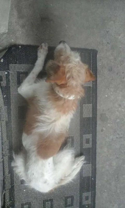Cachorro ra a não identificada  idade 5 anos nome sem nome 