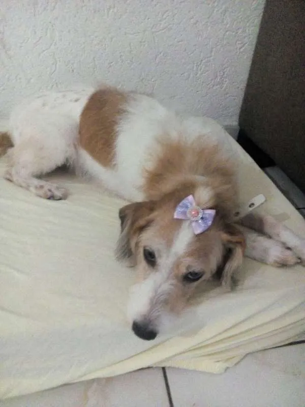 Cachorro ra a não identificada  idade 5 anos nome sem nome 