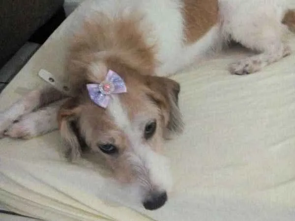 Cachorro ra a não identificada  idade 5 anos nome sem nome 