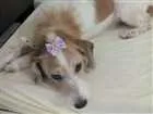 Cachorro raça não identificada  idade 5 anos nome sem nome 