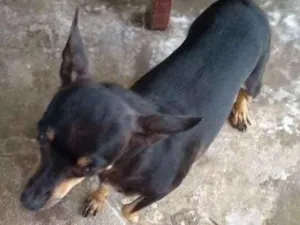 Cachorro raça Pinscher idade 4 anos nome Mickey e Nina