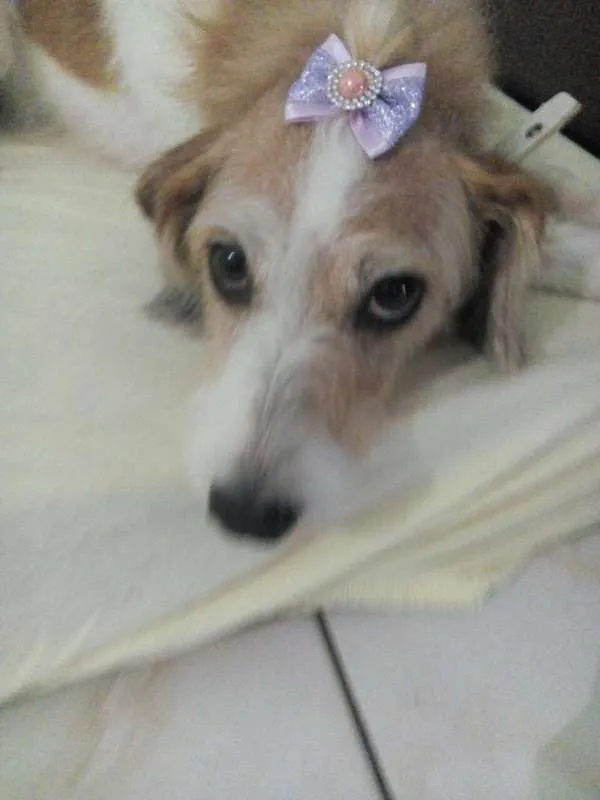 Cachorro ra a não identificada  idade 5 anos nome sem nome 