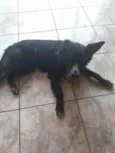 Pretinho