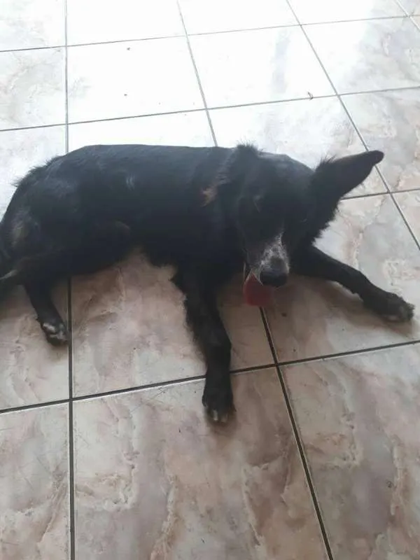 Cachorro ra a SRD idade 2 anos nome Pretinho