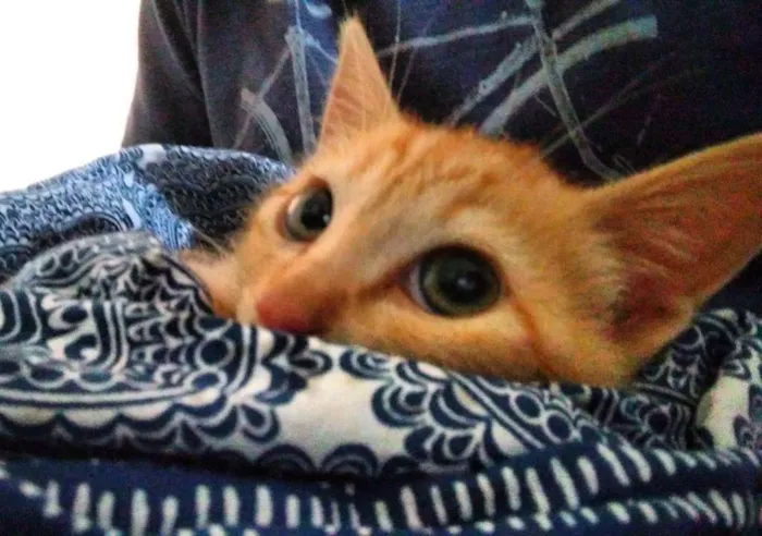 Gato ra a SRD idade 2 a 6 meses nome Haroldo